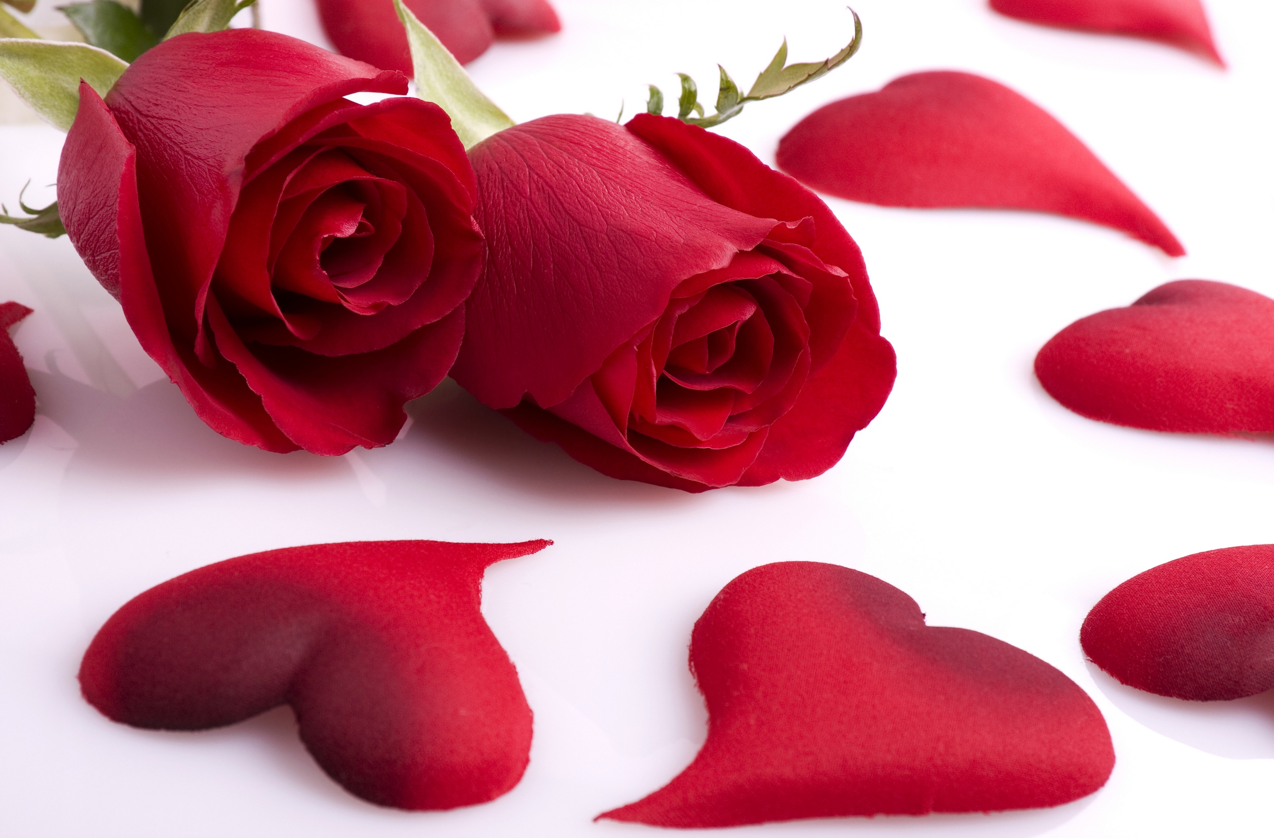 Valentines Roses