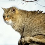 Animals HD Wallpapers