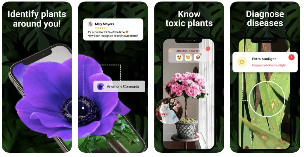 Lily plant identification app